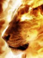 /album/wallpapers/lion-fire-wallpaper-jpg/
