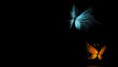 /album/wallpapers/love-is-like-a-butterfly-jpg/